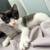 Tuxedo kitten 1 thumbnail