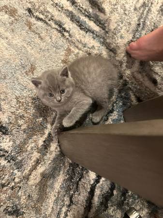 Cat 1