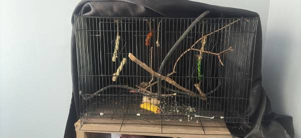 Bird cage 1