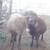 Mature Katahdin Ram 4 thumbnail
