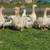 Sebastopol geese 1 thumbnail