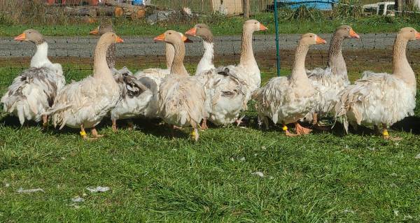 Sebastopol geese 1