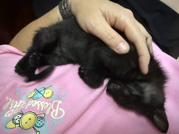 Black Ghost Kitten F / Black and white M (Edgewood)63937539865090123