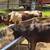 Calves 5 thumbnail