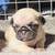 Pug puppies 11 thumbnail