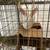 Rabbits 1 thumbnail