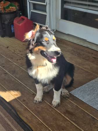 Australian shepherd puppy Rehoming (Dallas Georgia)63881507654275122