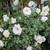 Iceberg Roses 2 thumbnail