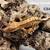 Crested geckos 5 thumbnail