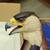 Vintage Franklin Mint Ray Beers American Eagle Gold Dagger Knife & Dis 18 thumbnail