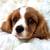 Cavalier king charles 1 thumbnail