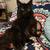 Female Cat 2 thumbnail