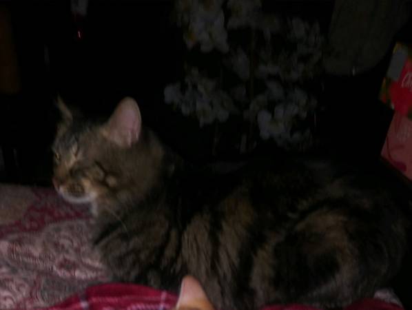 Free maine coon/mix cat (Federal Way)63684453873411121