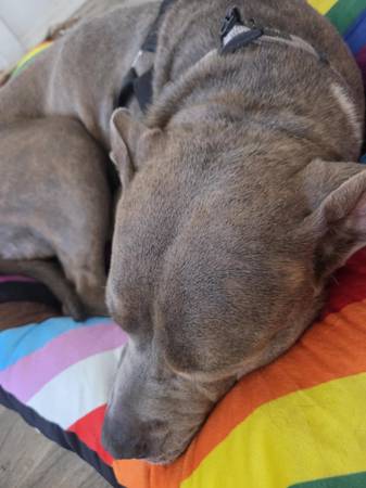 Perra pitbull hembra nugget de pollo (Benson az)63622393074563122