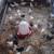 Baby Chicks 2 thumbnail