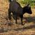 Nigerian dwarf  goats 2 thumbnail
