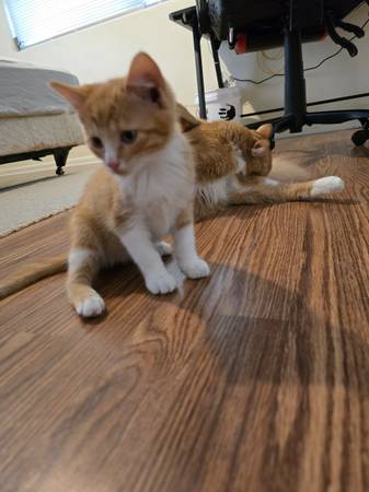 Kittens Free to good home (Beverly hills)63687883234177123