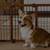 Top Paw Adjustable Free Standing Pet Gate With Small Pet Door 2 thumbnail