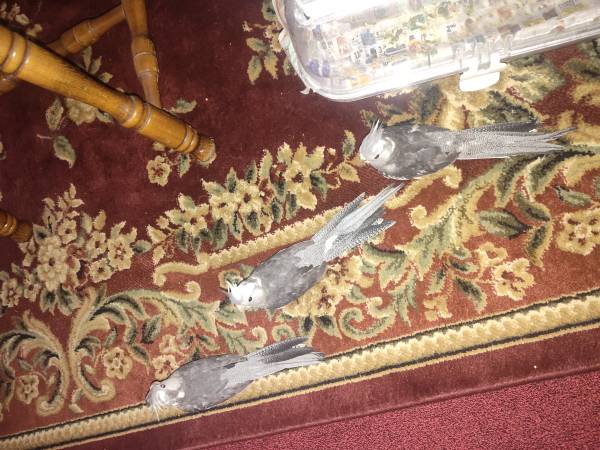 Cacatúas de venta 200$ cada una (Bronx ny)63875423280643122