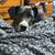 Great Dane 1 thumbnail