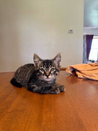 Rehoming 2 sweet kitties (Connell)63851204799489121