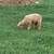 Babydoll sheep 3 thumbnail