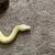 New born Boas 11 thumbnail