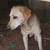 Yellow lab 3 thumbnail