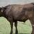 Wagyu & Wagyu Angus Cross Feeder Steers 9 thumbnail