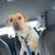 Rehoming my labrador 4 thumbnail