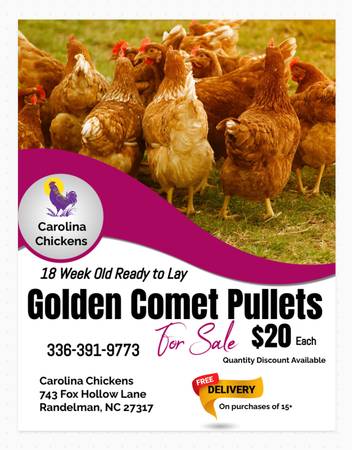 17 week old Ready to Lay Golden Comet Pullets 1