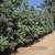 Trees, Shade! Chinese pistache 'KD' 20 thumbnail