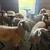 Sheep 2 thumbnail