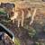 Jersey x heifer 2 thumbnail