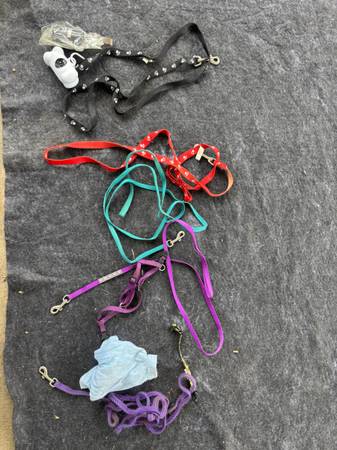 Assorted Pet Collars and Leashes 1