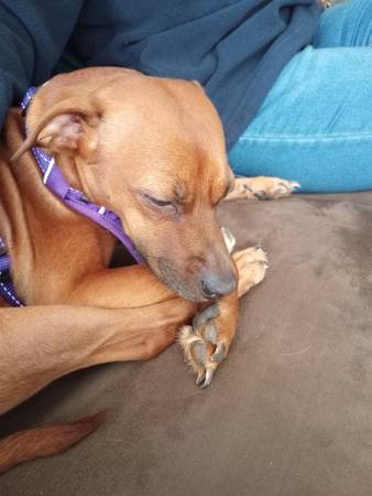 Part hunting dog mix (Waynesville)64145663656066122
