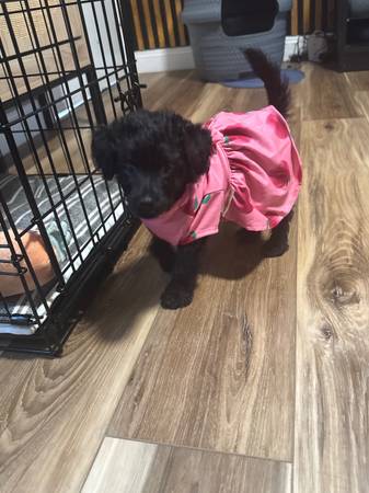 Rehoming puppy (pittsburg / antioch)64045596719746120
