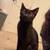 Black cat 5 thumbnail