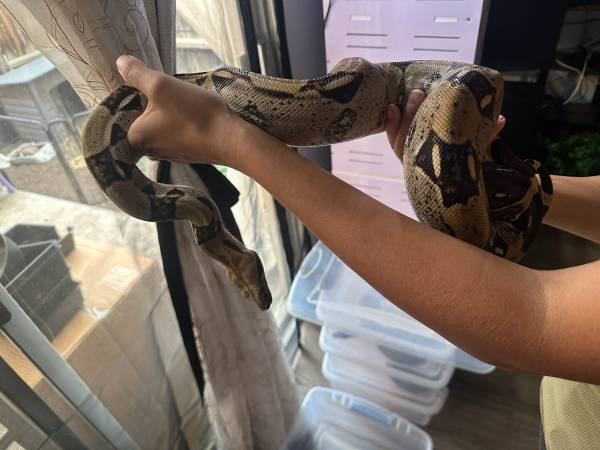 Boa constrictor imperator 1