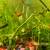 Red Cherry Shrimps +platys +guppies +minnows+snails +g.grass 13 thumbnail
