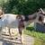 Nigerian dwarf doeling 1 thumbnail