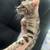 Beautiful boy cat 1 thumbnail