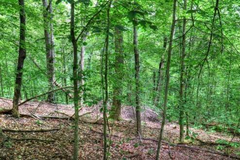 $25,000 2.81 Acre Wooded Lot with Norris Lake Access and Mountain Views (Sharps Chapel)63815695448961124