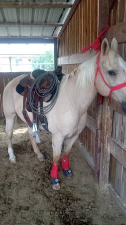 Gelding 1