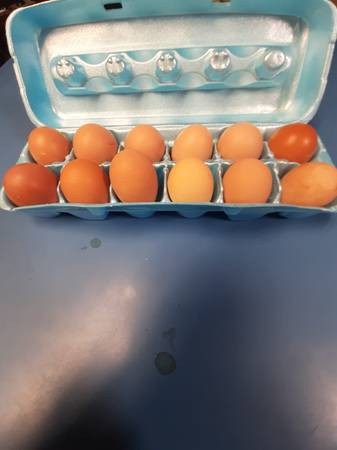 Brown eggs 1