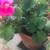 Geranium Flower Plant  Fuchsia color 12 thumbnail