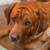 AKC Fox Red English Labrador 11 thumbnail