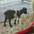 Nigerian Dwarf Goat 1 thumbnail