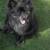 Pomeranian 1 thumbnail