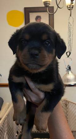 Rottweilers AKC (Ciudad de Oklahoma)